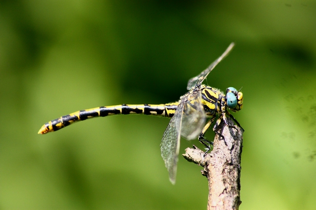 Cordulegaster boltonii ??? no, mix di Onychogomphus